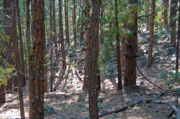 Kelsey Trail