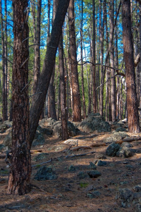 Kelsey Trail