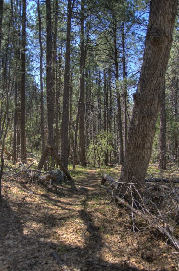 Kelsey Trail