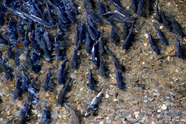 Ketchikan Salmon Spawning