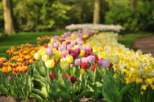 Keukenhof Holland Creative Commons by gnuckx