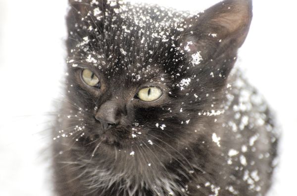 kitten-1102082