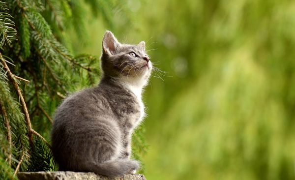 Kitten in forest