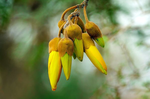 KOWHAI (Sophora spp.).