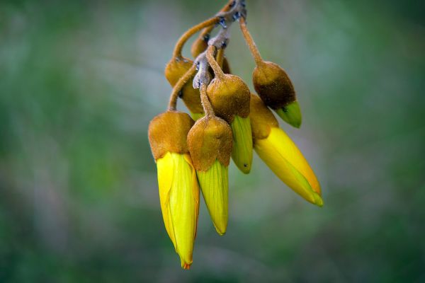 Kōwhai. (Sophora spp)