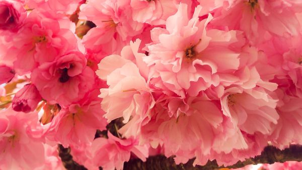 Kwanzan Flowering Cherry Tree closeup
