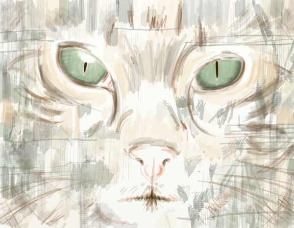 La face d'un chat