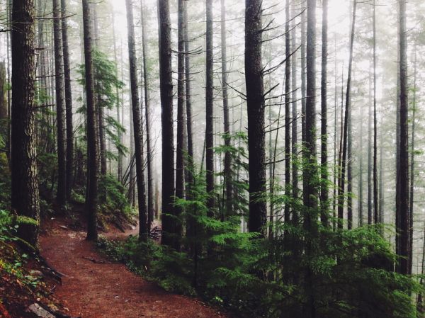 landscape-nature-forest-trees-2