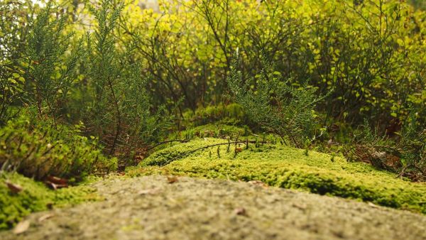 landscape-nature-forest-trees