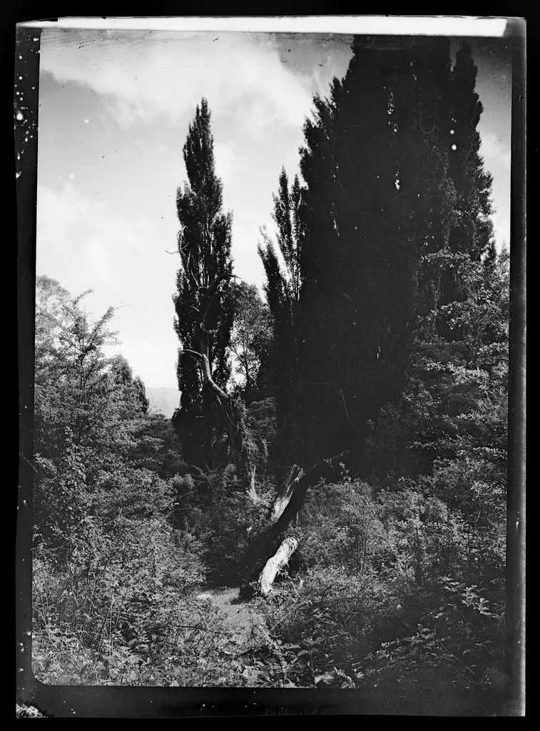 Landscape scene - forest trees