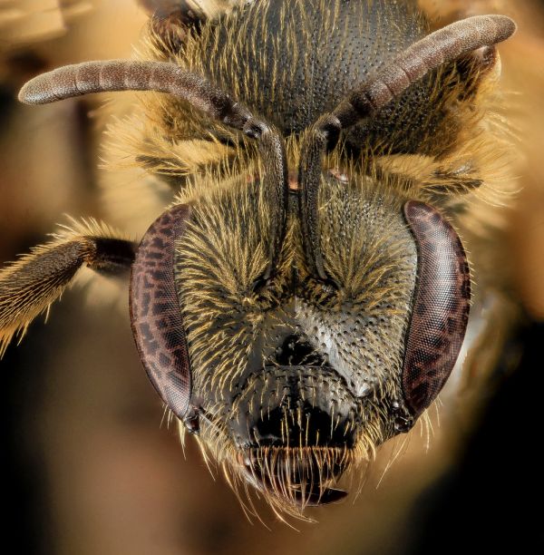Lasioglossum accuminatum