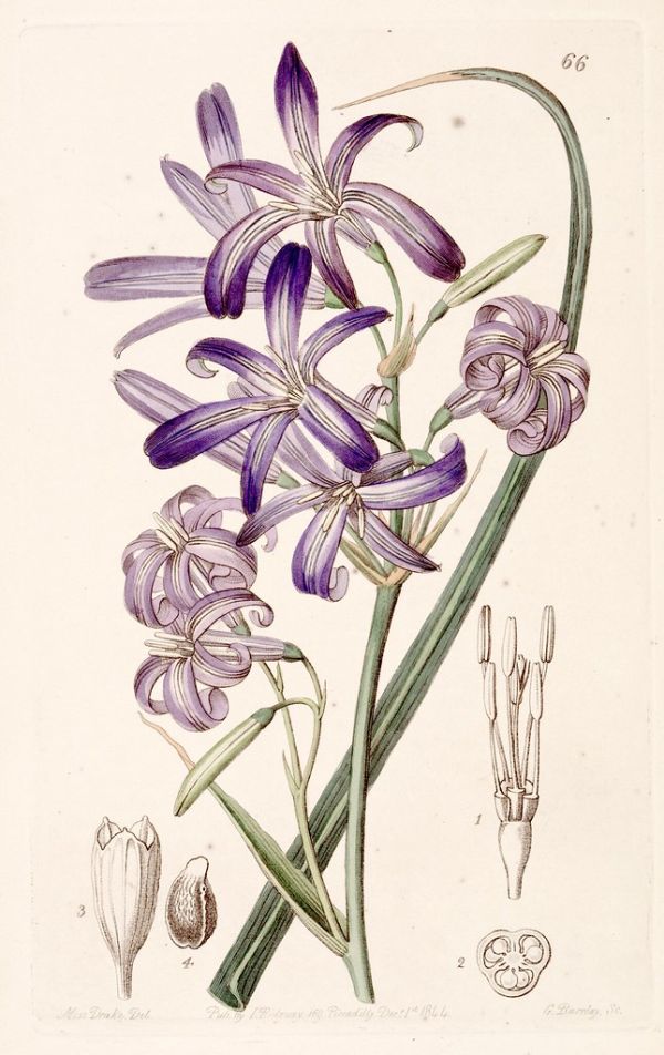 Lavender mountain lily, Lily-of-the-Altai (1844)