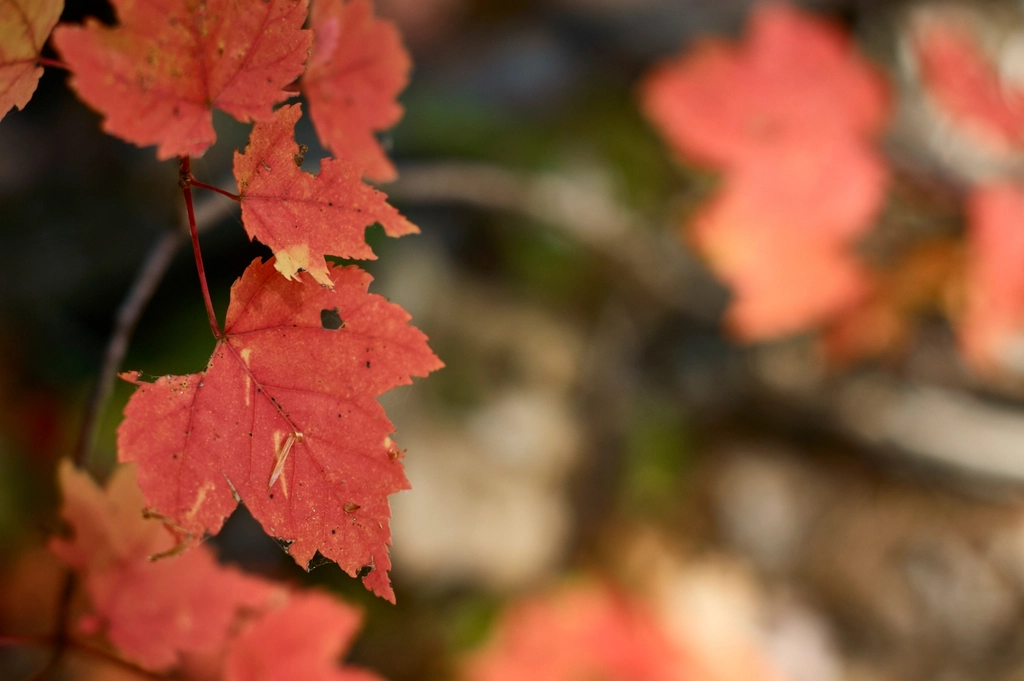 Leaf Autumn Fall