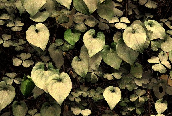 LEAF PATTERNS- 1 PHOTOSHOP WATERCOLOR (1)