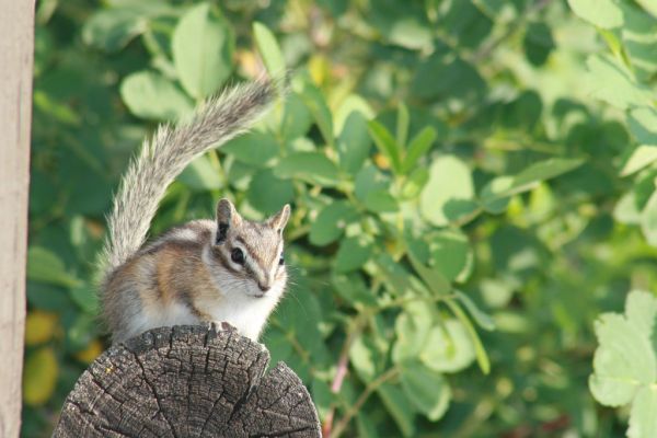 Least Chipmunk
