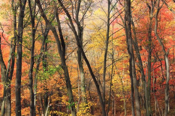 Lehigh Gap Nature Center (Revisited) (8)
