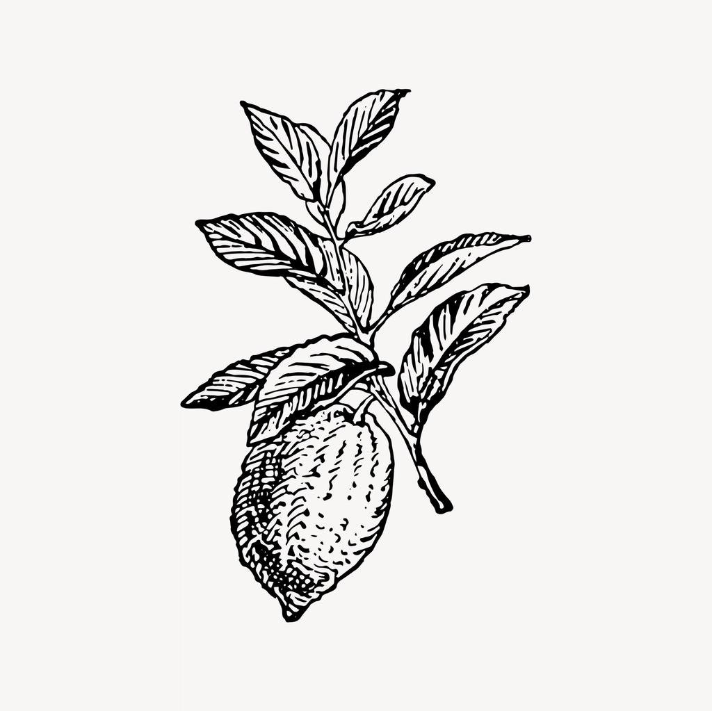 Lemon clipart, drawing illustration vector