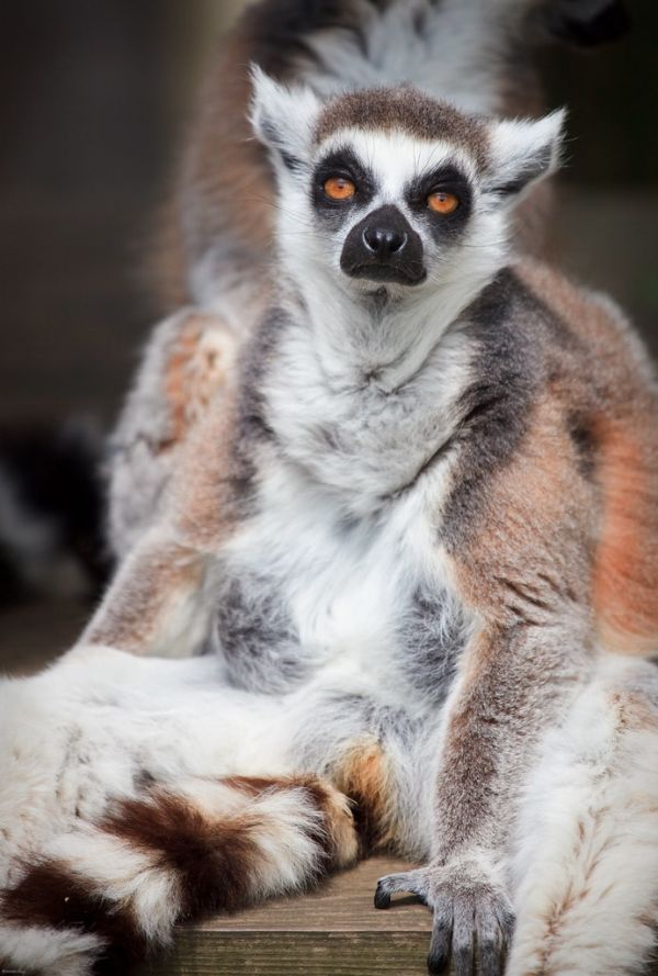 Lemur
