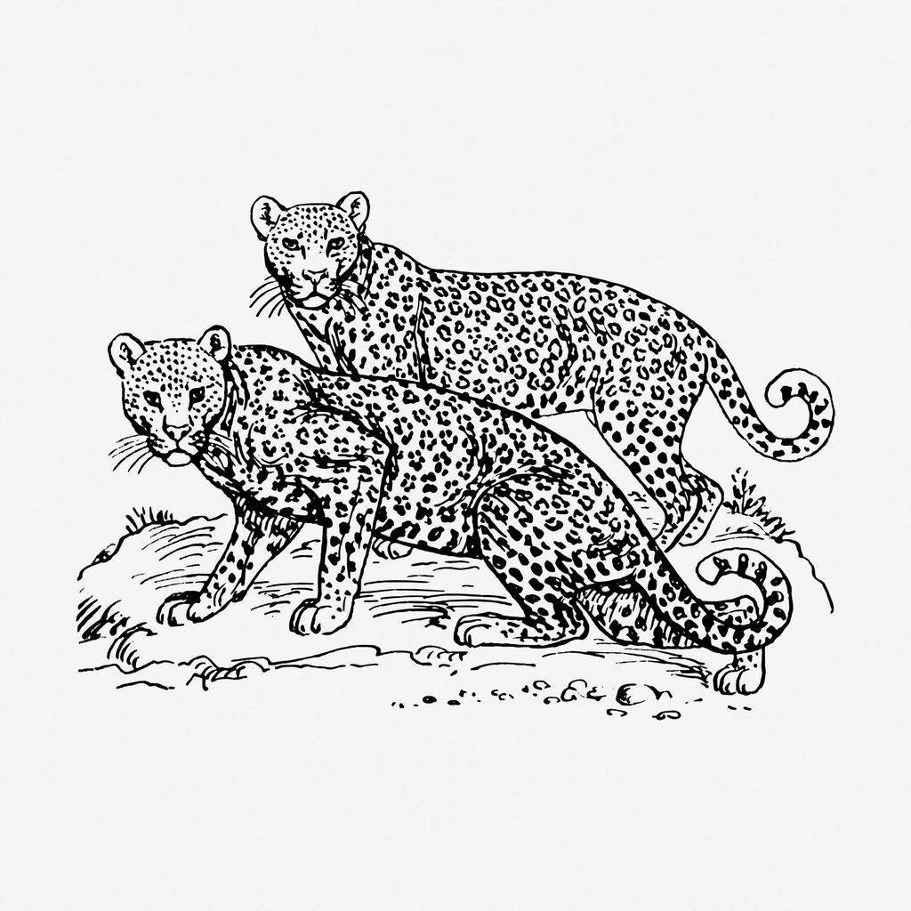 Leopards hand drawn illustration