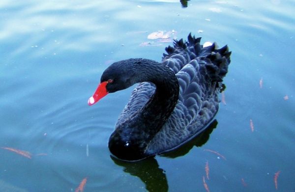 License Free Photo - Creative Commons by gnuckx