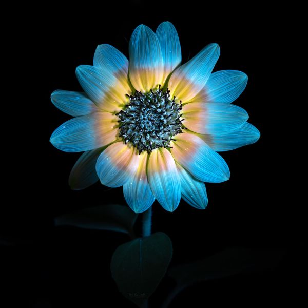 Light of the Sunflower