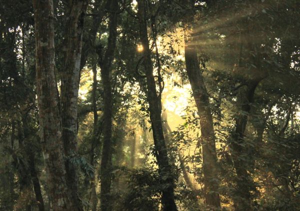 Light through the trees, Chilapata
