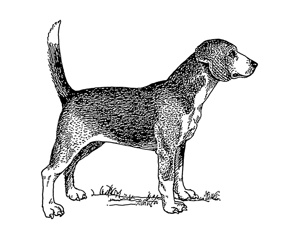 Line art drawing beagle
