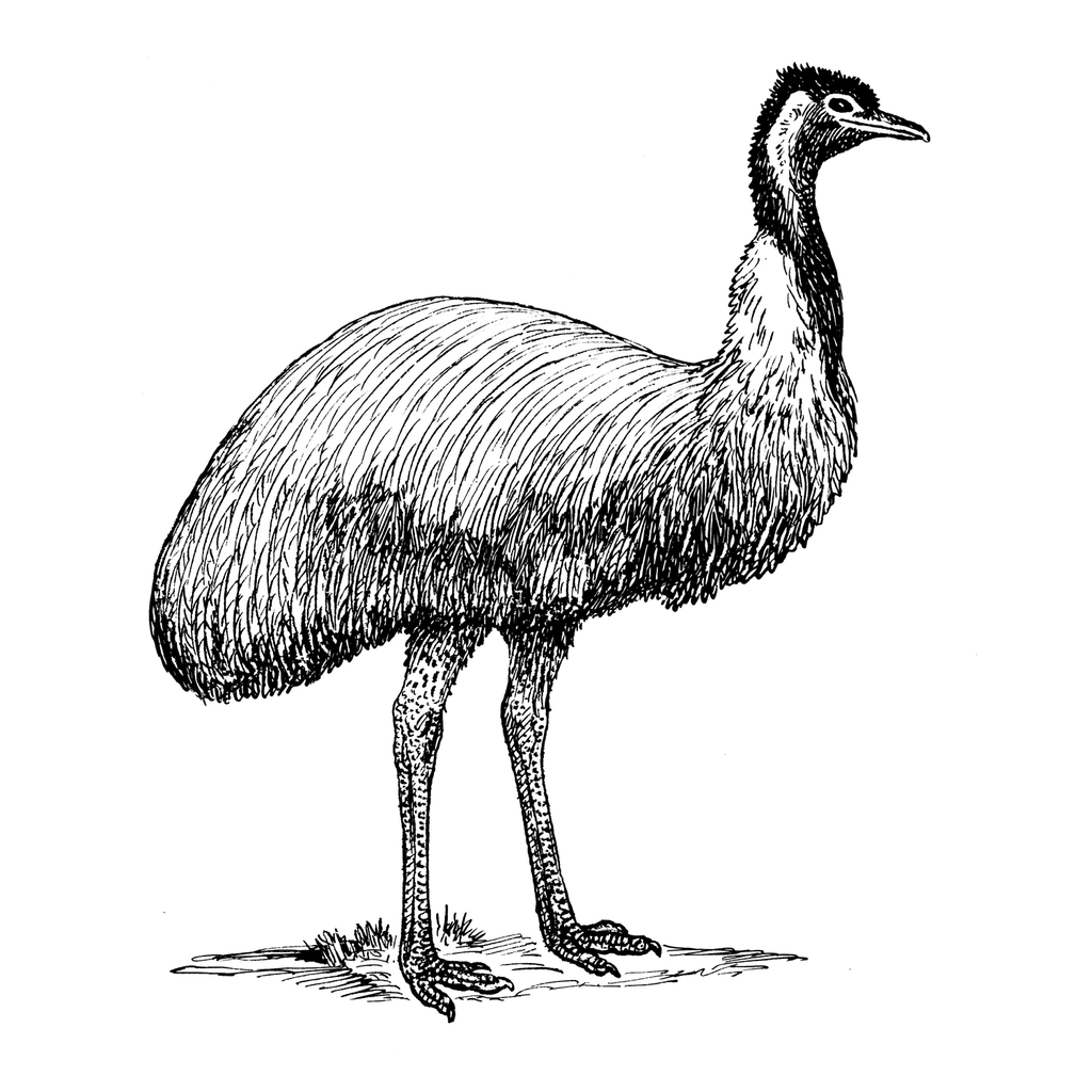 Line art drawing emu