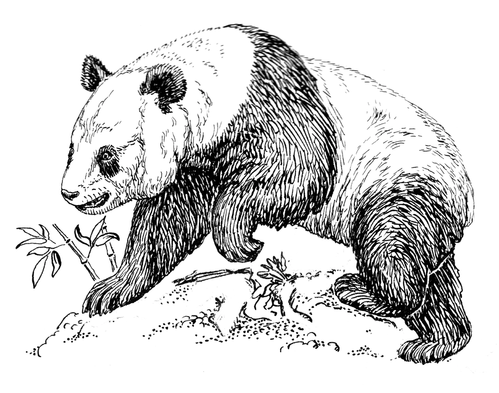 Line art drawing giant panda