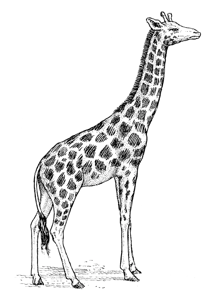 Line art drawing giraffe