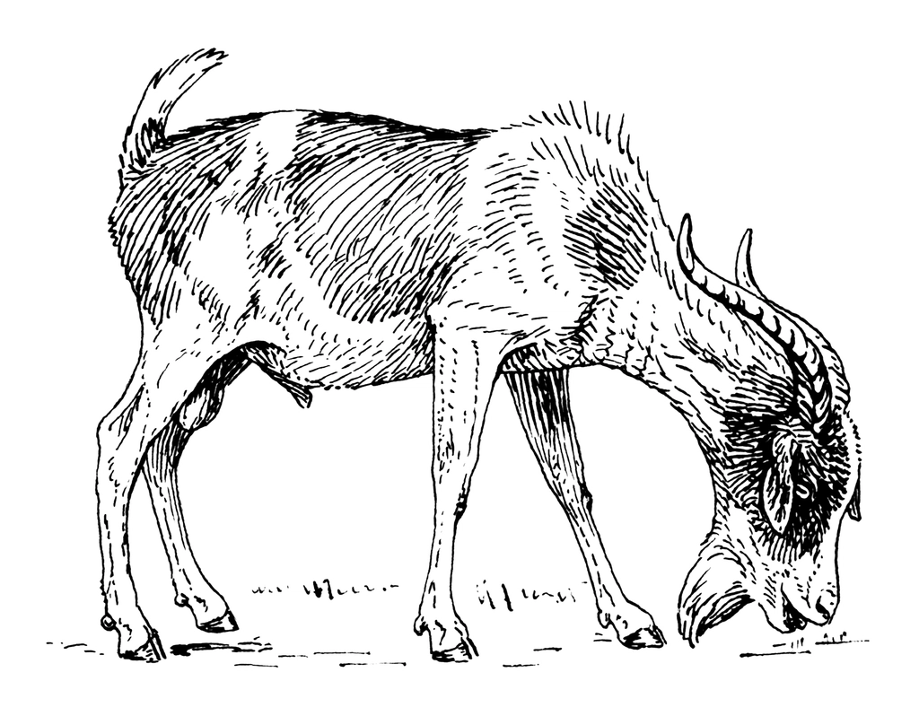 Line art drawing goat