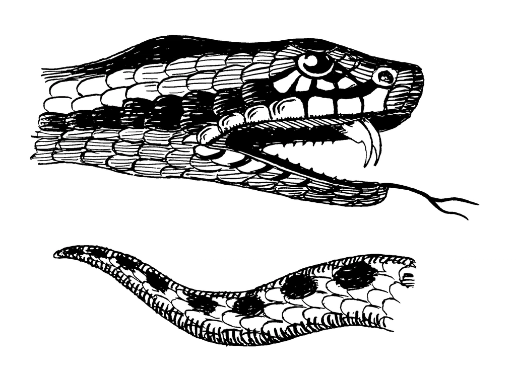 Line art drawing head tail