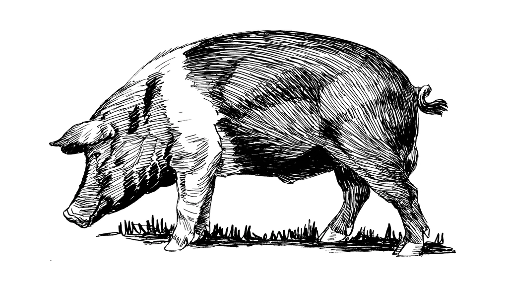 Line art drawing hog