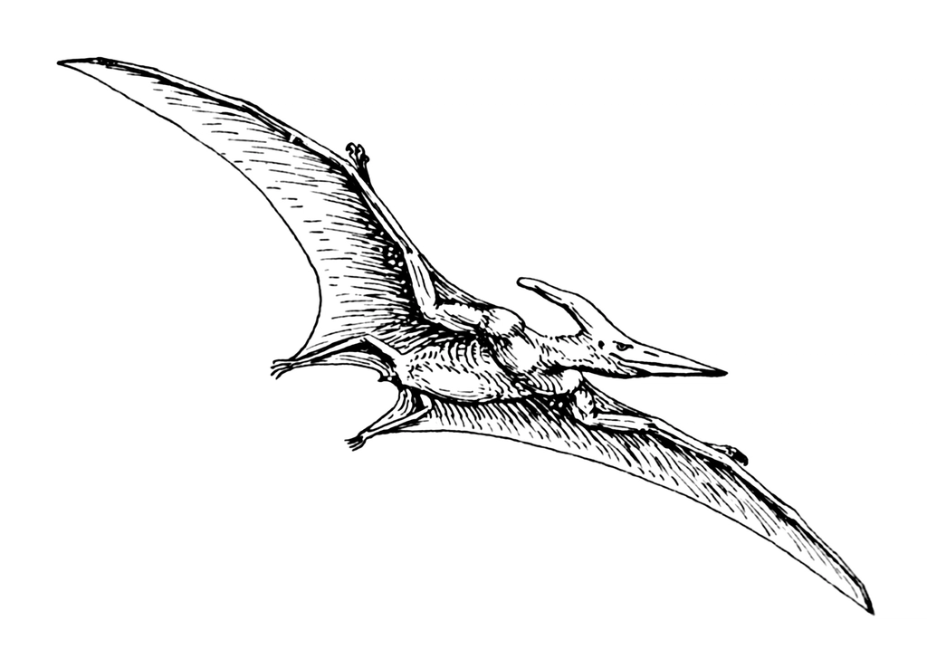 Line art drawing of Pteranodon