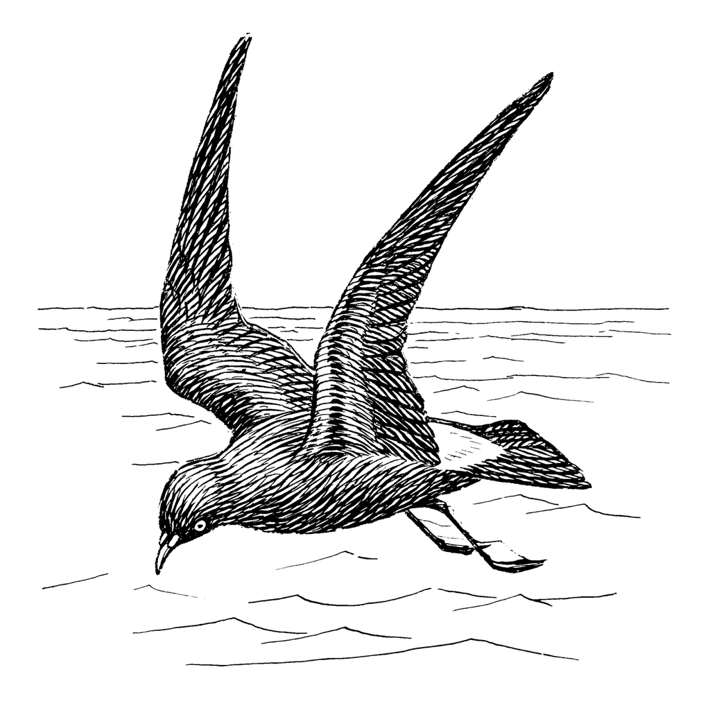 Line art drawing petrel