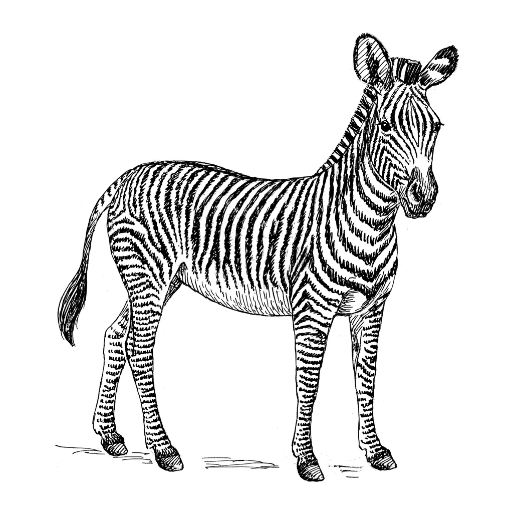 Line art drawing zebra
