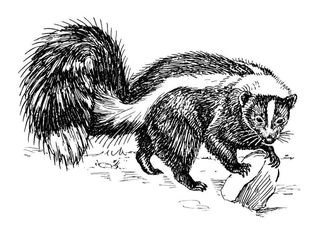 Line art skunk it