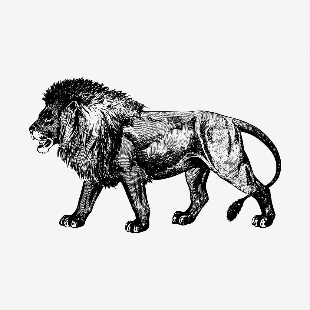 Lion drawing, vintage animal, wildlife
