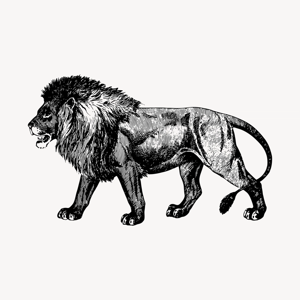 Lion drawing, vintage animal, wildlife