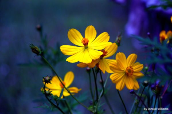 Living together - Cosmos flowers by iezalel williams - IMG_0278-002 - Canon EOS 700D