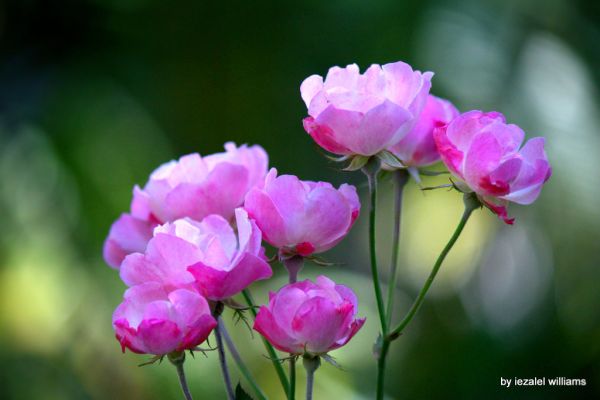 Living together - Roses by iezalel williams - IMG_0261-005 - Canon EOS 700D