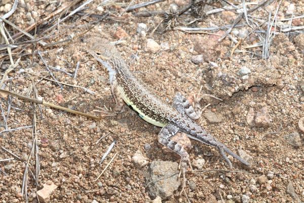 LIZARD, ELEGANT EARLESS (Holbrookia elegans) (4-3-2015) patagonia lake, santa cruz co, az - split tail