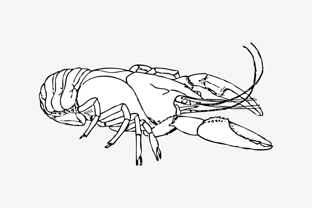 Lobster line art collage element