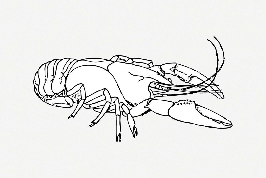 Lobster line art collage element