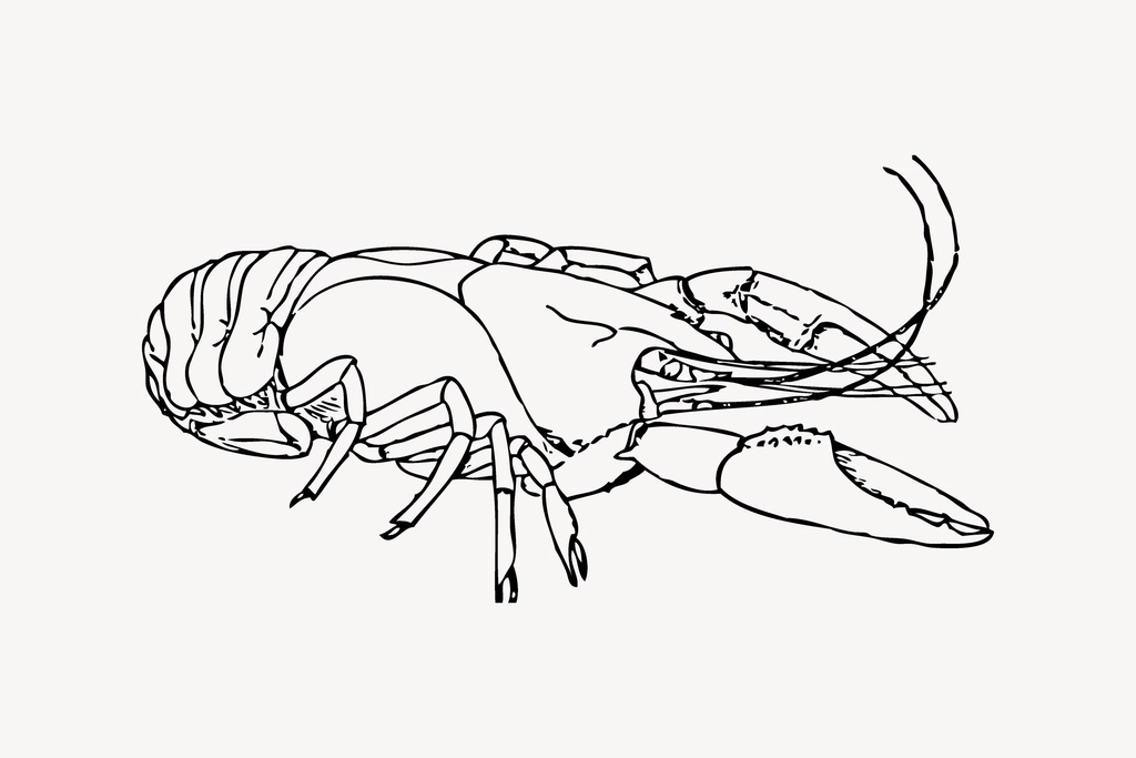 Lobster line art collage element