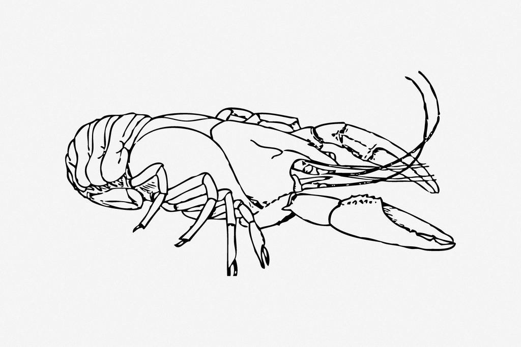 Lobster line art illustration