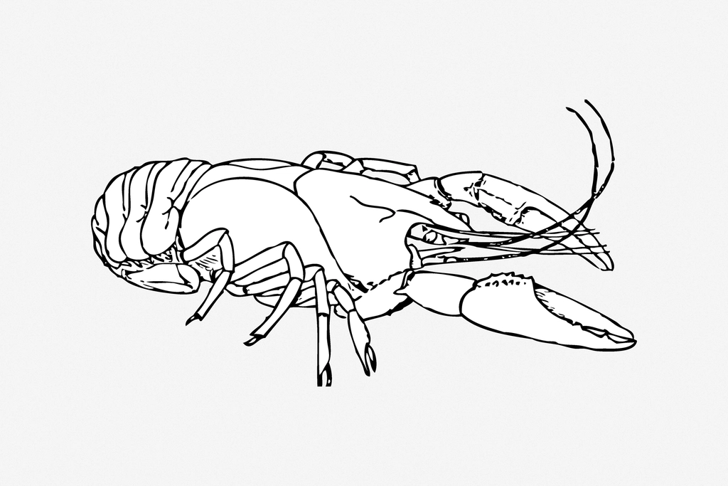 Lobster line art illustration