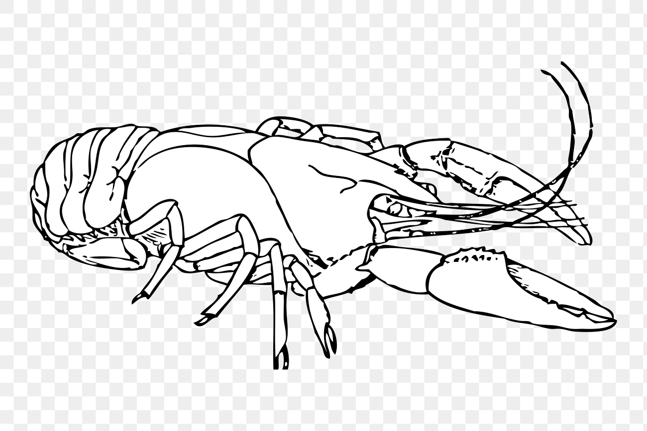 Lobster line art png illustration