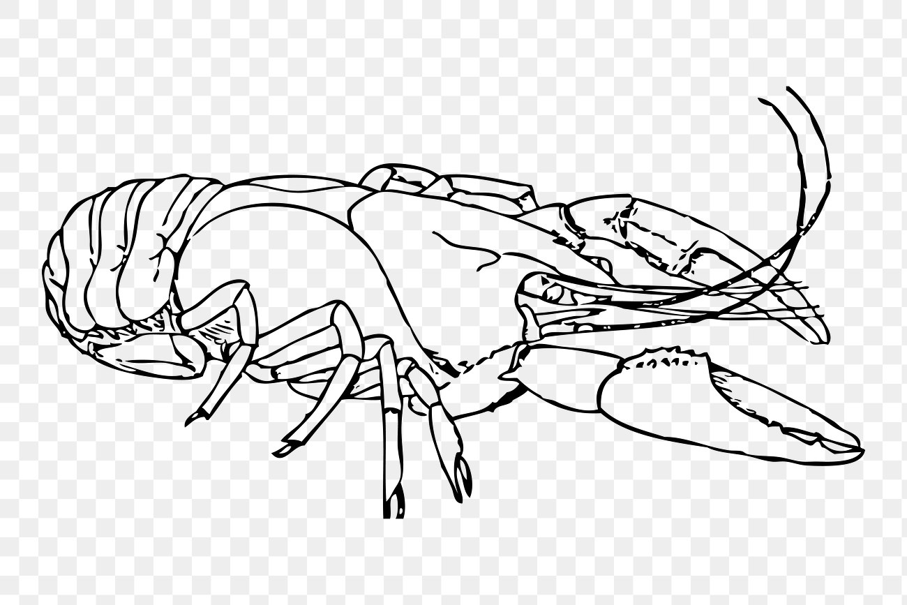 Lobster line art png illustration