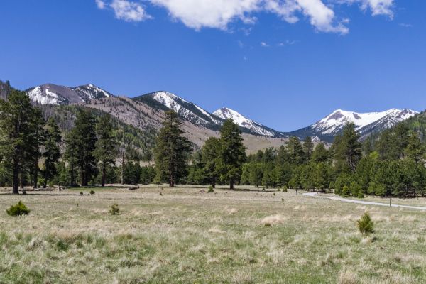 Lockett Meadow